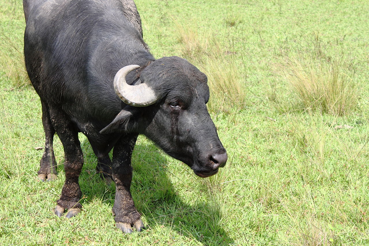 Кавказский буйвол Азербайджана
