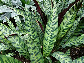 Bildbeschreibung Calathea lancifolia bb2.jpg.