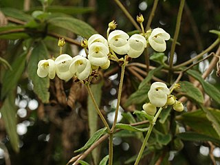 <i>Calceolaria martinezii</i> Species of flowering plant