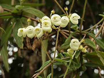 Calceolaria martinezii (Q5018738)