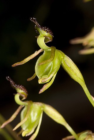 <i>Caleana minor</i> Species of flowering plant