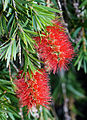 Crimson Bottlebrush (Callistemon citrinus) Camera data * Camera Canon EOS 400D * Lens Canon EF 70-200mm f4L w/ 12mm extension tubes * Flash Umbrella right * Focal length mm * Aperture f/ * Exposure time 1 s * Sensivity ISO