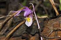 Calypso bulbosa var. bulbosa