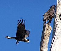 Fehérfarkú gyászkakadu (Calyptorhynchus latirostris)