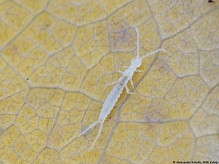 <i>Campodea fragilis</i> Species of two-pronged bristletail