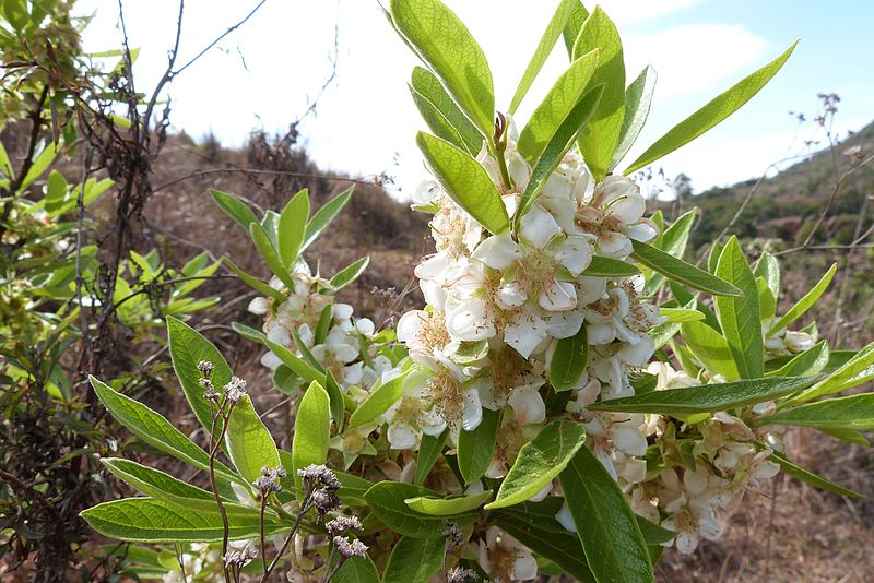 File:Campomanesia pubescens.jpg