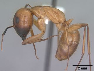 <i>Camponotus festinatus</i> Species of American carpenter ant