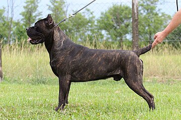 cane corso italiano  Corso do bastão, Cães grandes, Cachorro