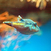 Canthigaster rivulata