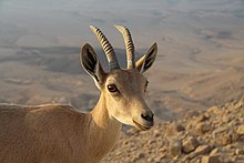 Nubian ibex near Mitzpe Ramon Capra ibex nubiana near Mitzpe Ramon in summer 2011 (4).JPG