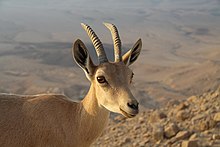 Capra ibeksoonubiana proksime de Mitzpe Ramon en somero 2011 (4).JPG