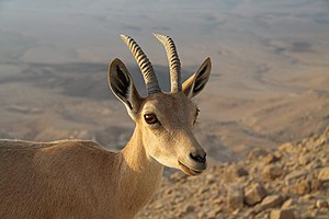 יעל נובי בקרבת מצפה רמון.