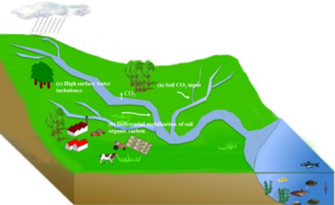 Carbon dioxide emission from streams and rivers as an integrative part of terrestrial respiration. The disproportional role of streams and rivers in emitting terrestrial carbon to the atmosphere is strengthened by:
(a) high input of soil CO2 to streams and small rivers
(b) differential transport of organic rich soils to streams and rivers
(c) high turbulence in streams and rivers that facilitates quick evasion of the gas to the atmosphere. Carbon dioxide emission from streams and rivers.png