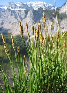 <i>Carex elata</i> Species of plant in the genus Carex