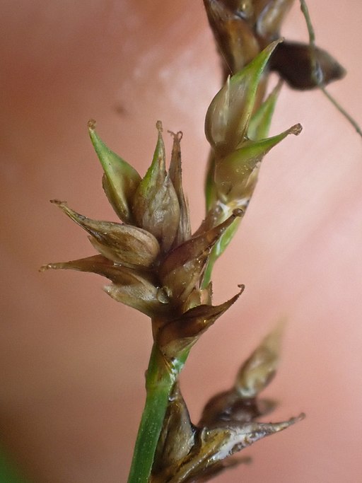 Carex laeviculmis 154967903