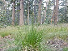 Carex pachystachya.jpg