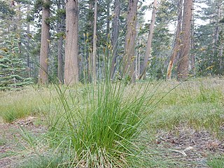 <i>Carex pachystachya</i> Species of plant