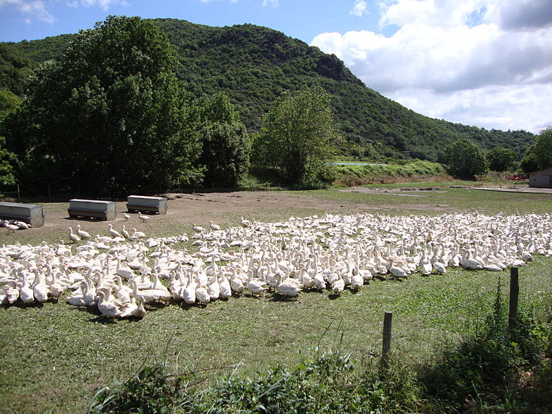 File:Castanet-le-Bas (Hérault, Fr) élévage d'oies.JPG