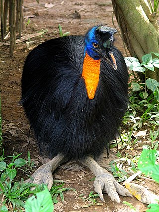 <span class="mw-page-title-main">Northern cassowary</span> Species of bird