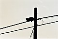Cat climbed on the pole of telephone cables.jpg