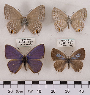 <i>Catopyrops</i> Butterfly genus in family Lycaenidae