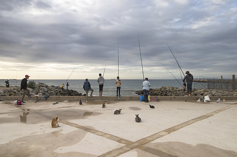 File:Cats wait for fishermen to give them their catch on the cliff in the city of Tangier.jpg