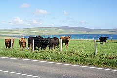 Cattle at Cairston (geograph 3642586).jpg