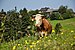 Cattle in Łapszanka, Poland.jpg