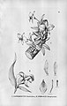 Sobralia yauaperyensis plate 71, fig. II in: Alfred Cogniaux: Flora Brasiliensis vol. 3 pt. 5 (1898-1902)