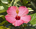 * Nomination Chinese hibiscus (Hibiscus rosa-sinensis), Botanic Conservatory, Fort Wayne, USA --Poco a poco 10:28, 31 December 2012 (UTC) * Promotion Good quality. --JDP90 08:20, 6 January 2013 (UTC)