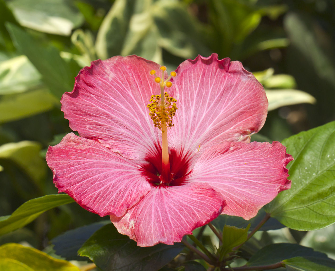 File:Cayena (Hibiscus rosa-sinensis), Conservatorio 