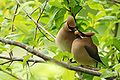 Cedar waxwing pair passing a berry back and forth during courtship