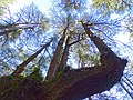 A very old specimen in its natural habitat at Chail, Himachal Pradesh, India.