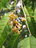 Miniatura para Cestrum guatemalense