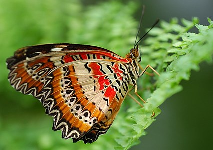 Kelebek (Polyommatus icarus) (Üreten: Airbete)