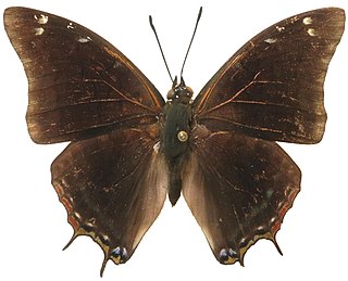 <i>Charaxes variata</i> Species of butterfly
