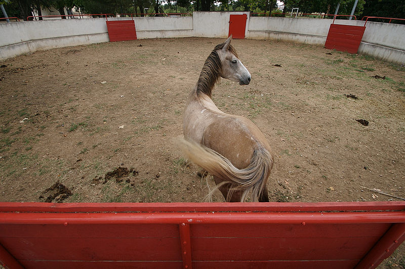 File:Cheval camarguais dans l'arène pour dressage.jpg