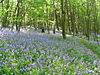 Chevet - Newmiller Dam Country Park.jpg