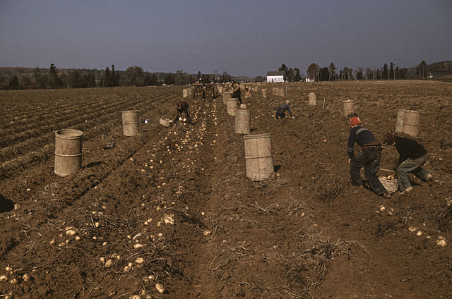 Children gathering potatoes on a large farm in Aroostook County, 1940. Schools did not open until the potatoes were harvested. Photo by Jack Delano.