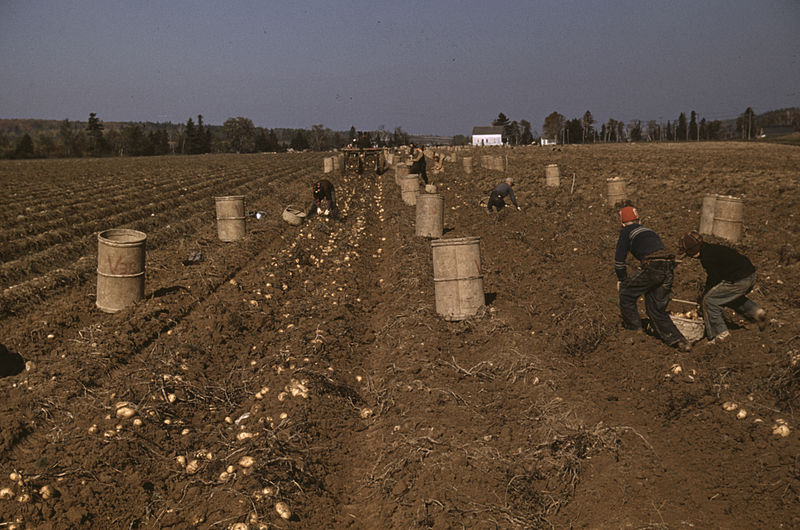 File:Child Laborers in a Maine field (1940).jpg