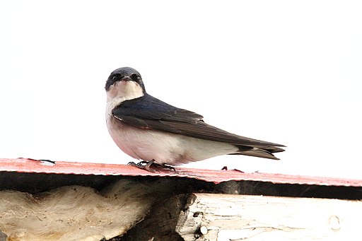 Chilean Swallow (Tachycineta meyeni) (15934995386)