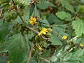 flowers, young fruits