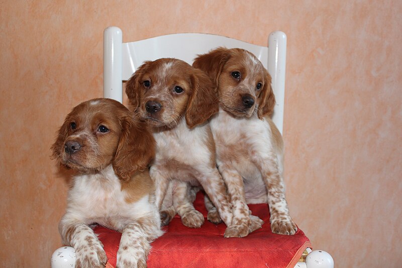 File:Chiots 064.JPG