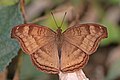 * Nomination Chocolate pansy (Junonia iphita) --Charlesjsharp 22:21, 23 December 2019 (UTC) * Promotion Good quality. --The Cosmonaut 03:17, 24 December 2019 (UTC)