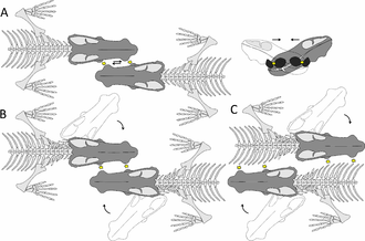 Hypothesized types of fighting Choerosaurus fighting.PNG