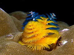 Máscara de pincel de mar Spirobranchus giganteus