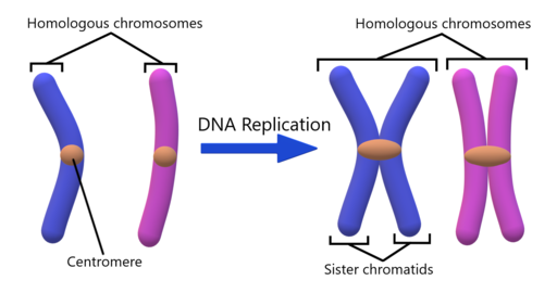 Chromosome Terminology