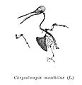 Chrysolampis moschitus
