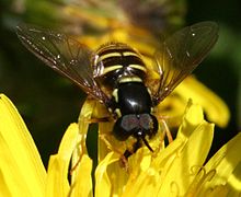 Chrysotox.arcuatum male.jpg