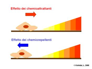 Chimiorepellenti-Chimioattrattanti